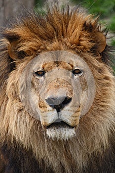 Lion head