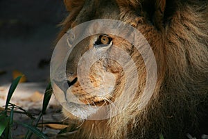 Lion head