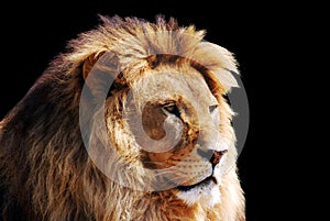 Lion head photo