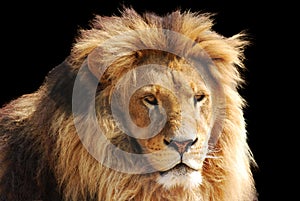 Lion head