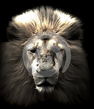 Lion head