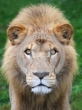 Lion head