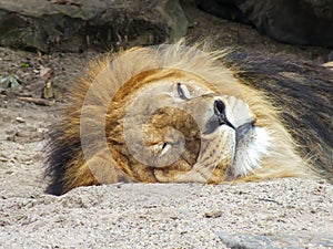 Lion head close up sleeping on sandy ground in front of rocks, lying down lion face portrait close-up photo