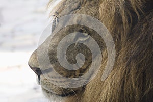 Lion head closeup in profile