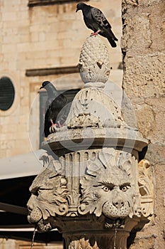 Lion head fountain. Dubrovnik. Croatia photo