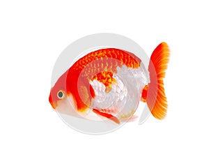 Lion head goldfish