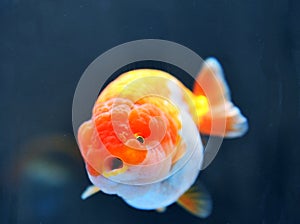 Lion head goldfish