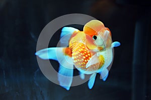 Lion head goldfish