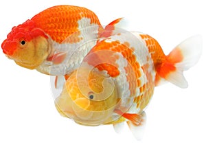 Lion head goldfish