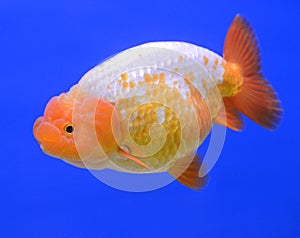 Lion head goldfish on blue background