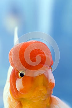 Lion head Goldfish closeup