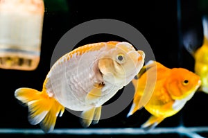 Lion-head Goldfish swimming in a fish tank.