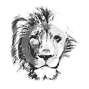 Lion head. hand drawn. vector illustration