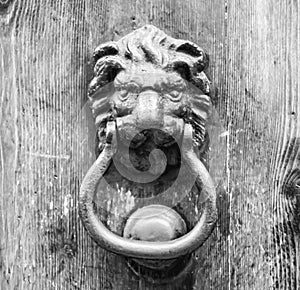 Lion head knocker on an old wooden door photo