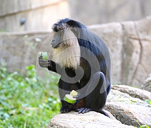 Lion Head Macaque Monkey Eating It's Vegetables