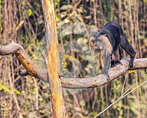 A lion head monkey walking on a branch