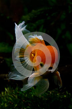 Lion head oranda goldfisch