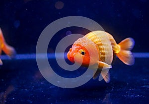 Lion head oranda goldfish in the aquarium