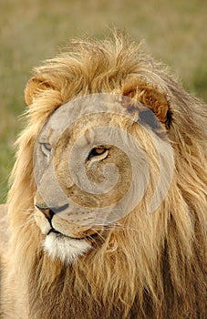 Lion head portrait