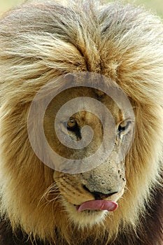Lion head portrait photo