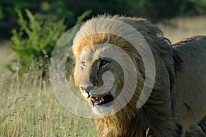 Lion head portrait photo