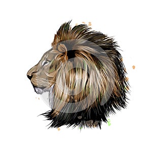 Lion head portrait from a splash of watercolor, colored drawing, realistic