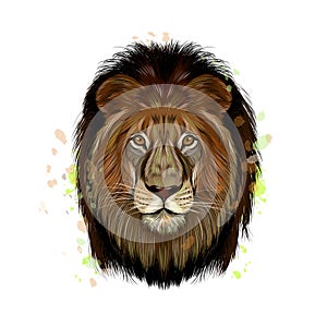 Lion head portrait from a splash of watercolor, colored drawing, realistic