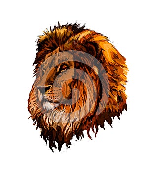 Lion head portrait from a splash of watercolor, colored drawing, realistic