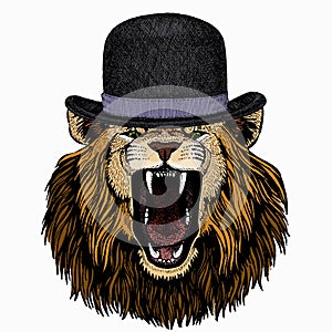 Lion head. Portrait of wild african animal. Bowler hat.