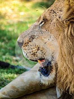 Lion head profile