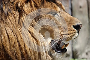 Lion head profile