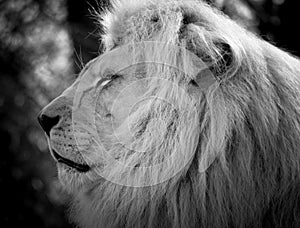 Lion head profile at the zoo in black and white.