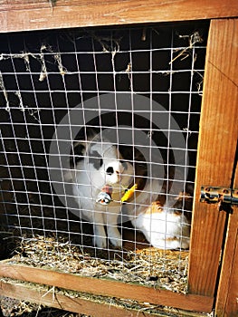 Lion head rabbit eating dandelion in hutch