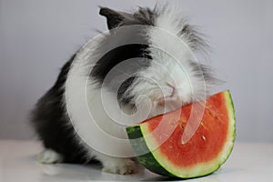 The Lion Head Rabbit