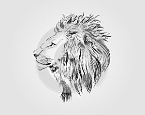 Lion head vector art. hand drawing lion.