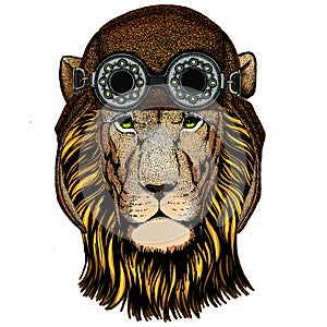 Lion head. Wild animal portrait. Face of african cat. Aviator flying leather helmet with googles.
