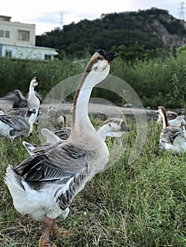 Lion-headed goose