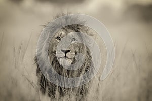 Lion Headshot