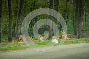 Lion herd located on the roadside , waiting for prey