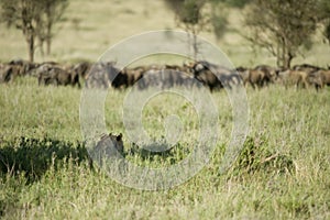 A lion is hidding for a herd of wildebeest