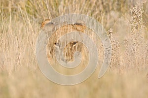 Lion hiding in the grass photo