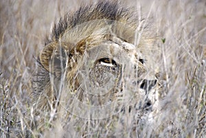 Lion hiding in tall grass