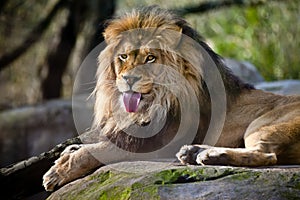 Lion with his tongue sticking out