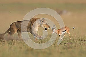 A lion in hot pursuit of a gazelle in a vast open field, showcasing the raw intensity of the hunt, The tense moment before a