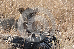 Lion with prey in African Serengeti, Tanzania. Lioness with hunted bones of zebra watching. photo