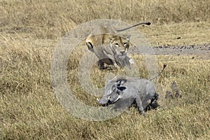 Lion on the hunt photo