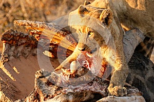 Lion hunt and kill a giraffe