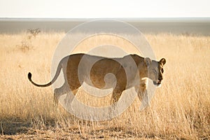 Lion hunting