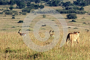 Lion Hunting Gazelles photo