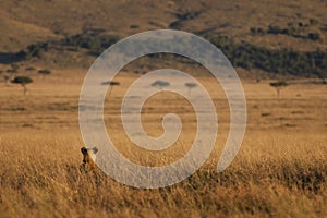 Lion hunting in the Masai Mara, Kenya photo